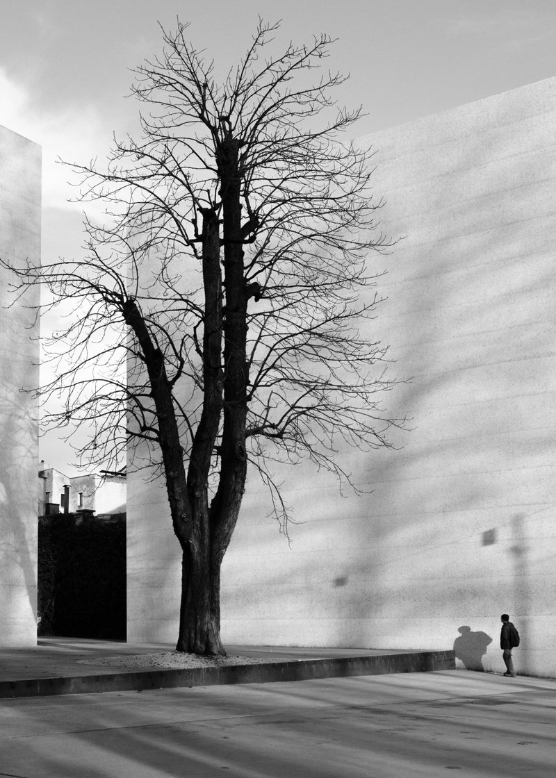 A black and white photo of a leafless tree next to a large white wall, with a person walking nearby and their shadow cast on the wall.